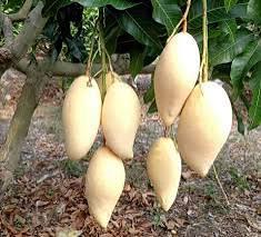 Nam Docmai Mango Plant Featured Image