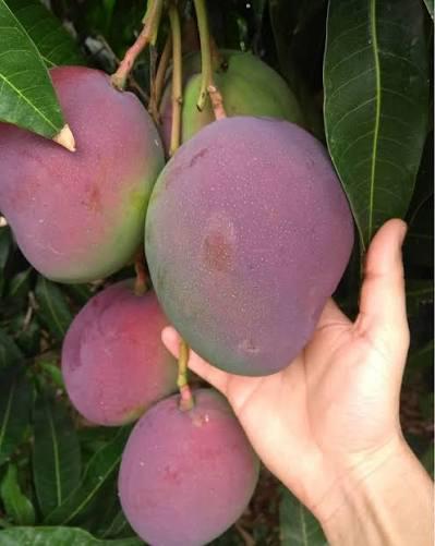 Tommy Atkins Mango Plant Featured Image