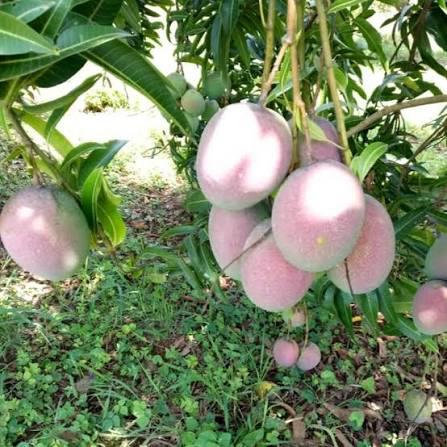 Tommy Atkins Mango Plant Featured Image
