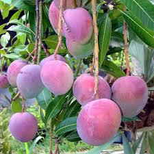Tommy Atkins Mango Plant Featured Image
