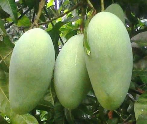 Thai 4kg Mango Plant Featured Image