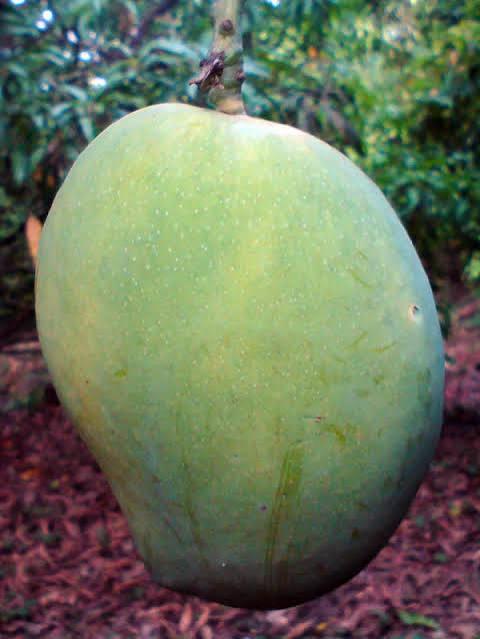Thai 4kg Mango Plant Featured Image