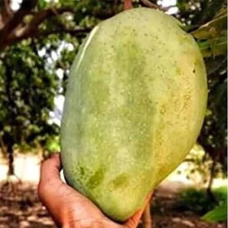 Thai 4kg Mango Plant Featured Image