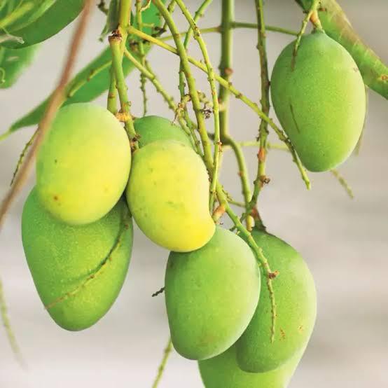 Bari - 11 Mango Plant Featured Image