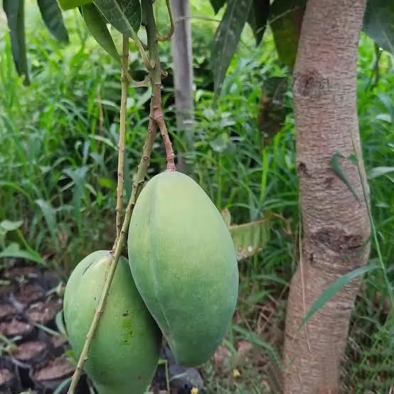 Bari - 11 Mango Plant Featured Image