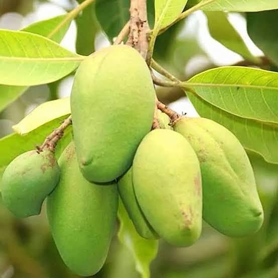 Bari - 11 Mango Plant Featured Image