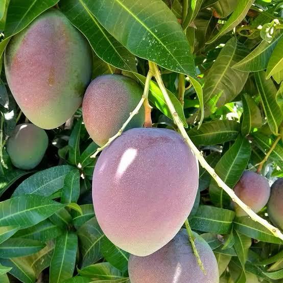 American Kent Mango Plant Featured Image