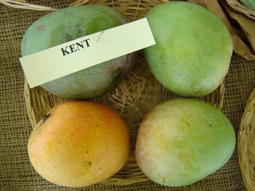 American Kent Mango Plant Featured Image