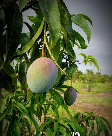 American Kent Mango Plant Featured Image