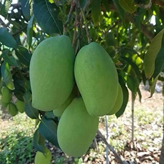 Honey-Dew Mango Plant Featured Image