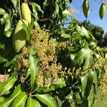 Honey-Dew Mango Plant Featured Image