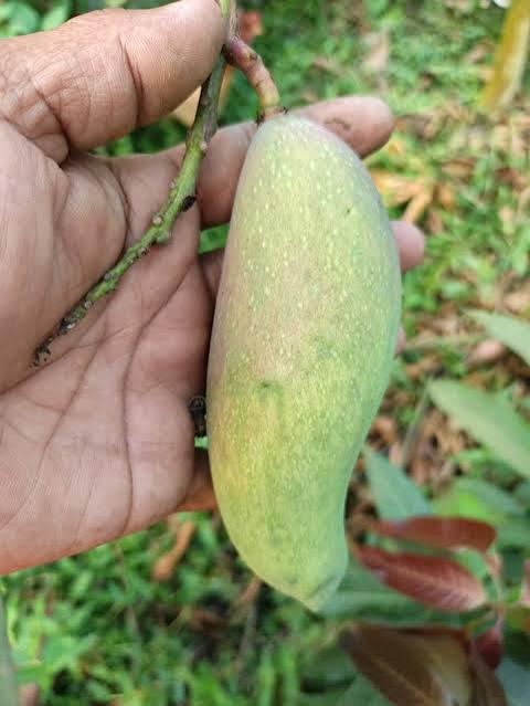 Honey-Dew Mango Plant Featured Image