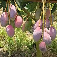 Bari - 13 Mango Plant Featured Image