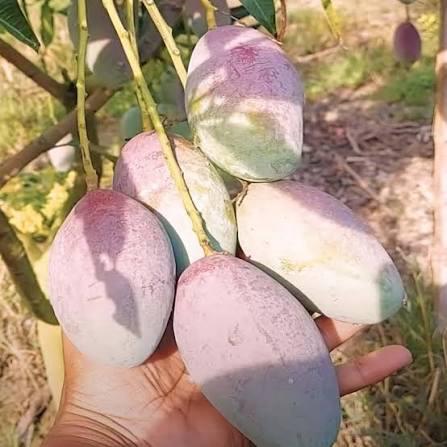 Bari - 13 Mango Plant Featured Image