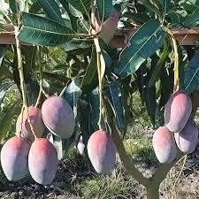Bari - 13 Mango Plant Featured Image