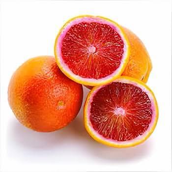 Red Lime Plant Featured Image