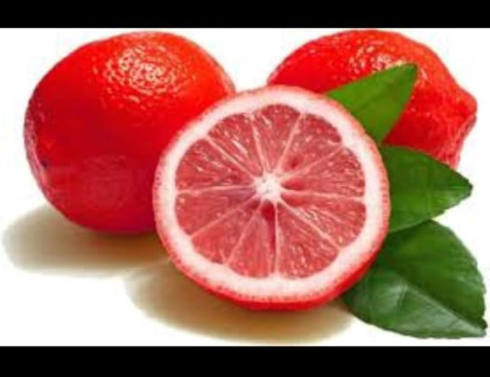 Red Lime Plant Featured Image