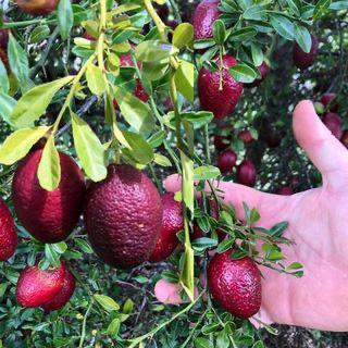 Red Lime Plant Featured Image