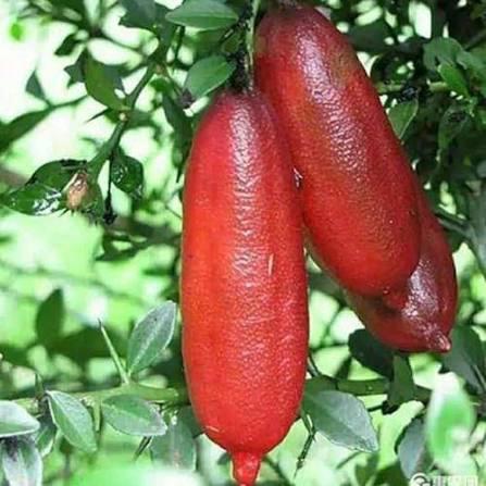 Finger Lemon Plant Featured Image