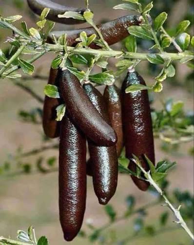 Finger Lemon Plant Featured Image