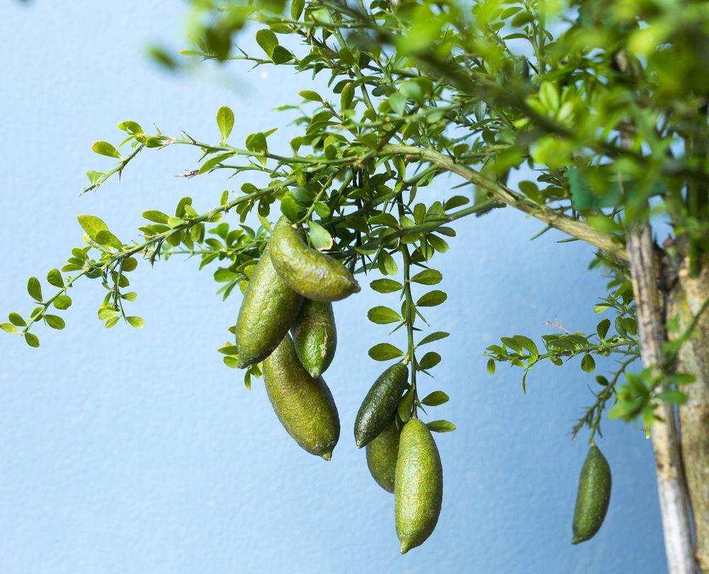 Finger Lemon Plant Featured Image