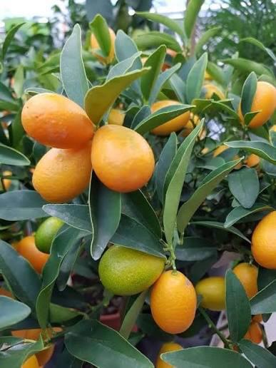 Sweet Lemon Plant Featured Image