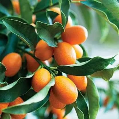 Sweet Lemon Plant Featured Image