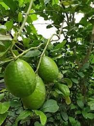 Gandharaj Lemon Plant Featured Image