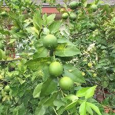 Kumcut Lemon Plant (Pakistani Pati) Featured Image