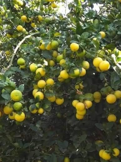 Kumcut Lemon Plant (Pakistani Pati) Featured Image