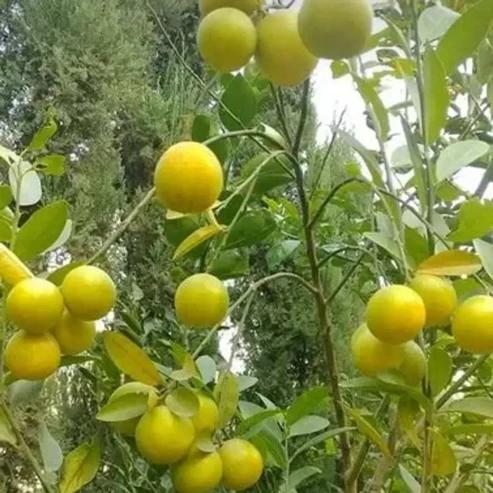 Kumcut Lemon Plant (Pakistani Pati) Featured Image
