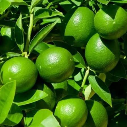 Thai Seedless Lemon Plant Featured Image