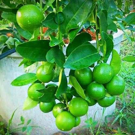 Thai Seedless Lemon Plant Featured Image