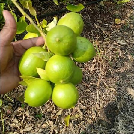 Thai Seedless Lemon Plant Featured Image