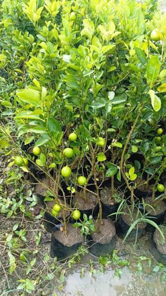 Kagzi All Season Lemon Plant Featured Image