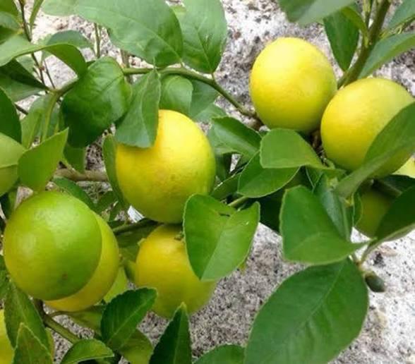 Misoriyo Yellow Malta Mosambi Plant Featured Image