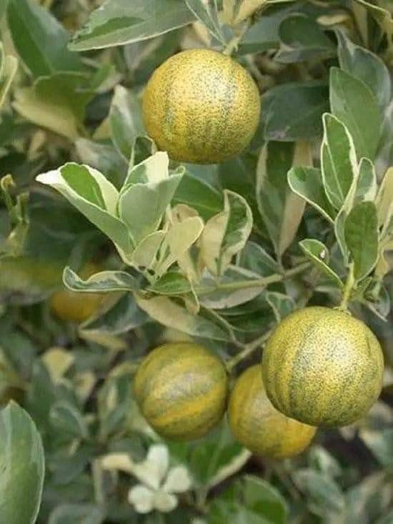 Varigated Mosumbi Plant Featured Image