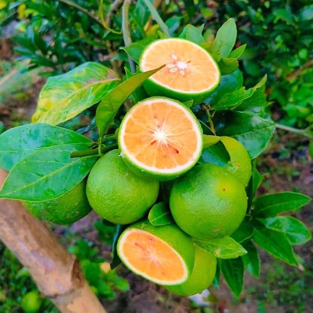 Indian Mosambi Plant Featured Image