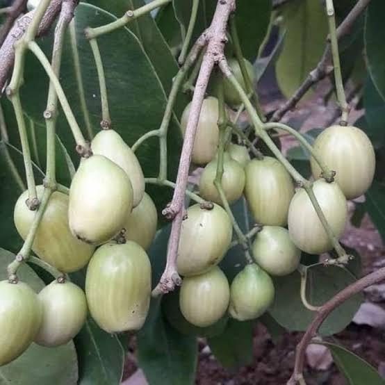 White Jamun Plant Featured Image
