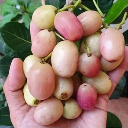 White Jamun Plant Featured Image