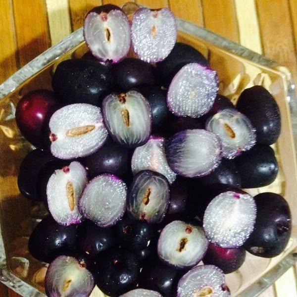 Seedless Black Jamun Plant Featured Image
