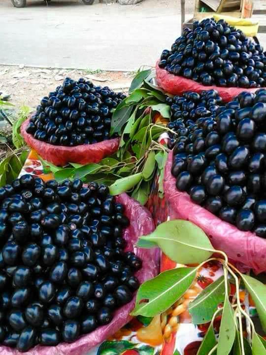 Thai Black Jamun Plant Featured Image