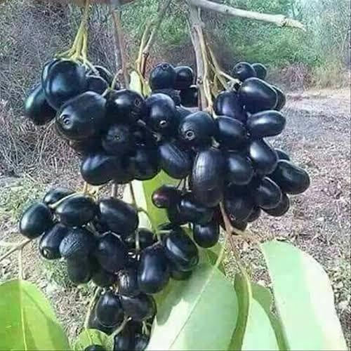Thai Black Jamun Plant Featured Image