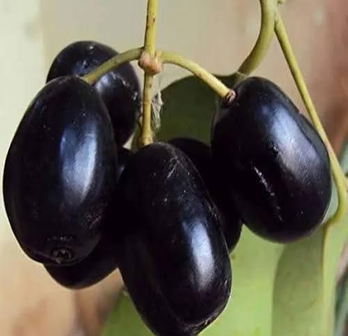 Thai King Black Jamun (Kg10) Featured Image