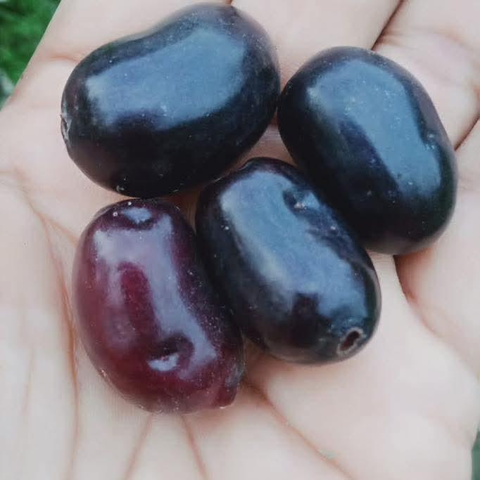 Thai King Black Jamun (Kg10) Featured Image
