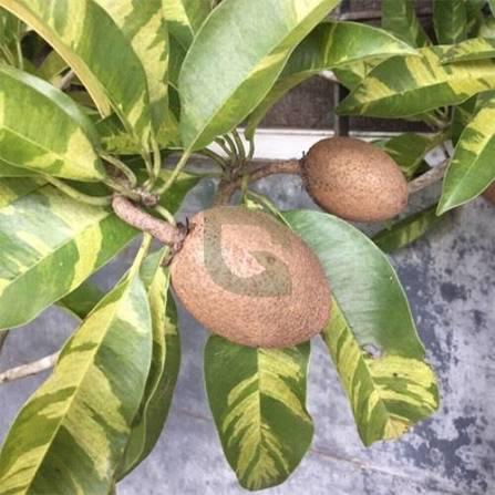 Varigated Chiku Plant Featured Image