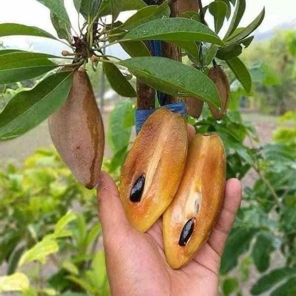 Banana Chiku Plant Featured Image