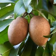 Thai Chiku Plant Featured Image
