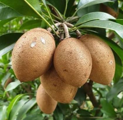 Thai Chiku Plant Featured Image