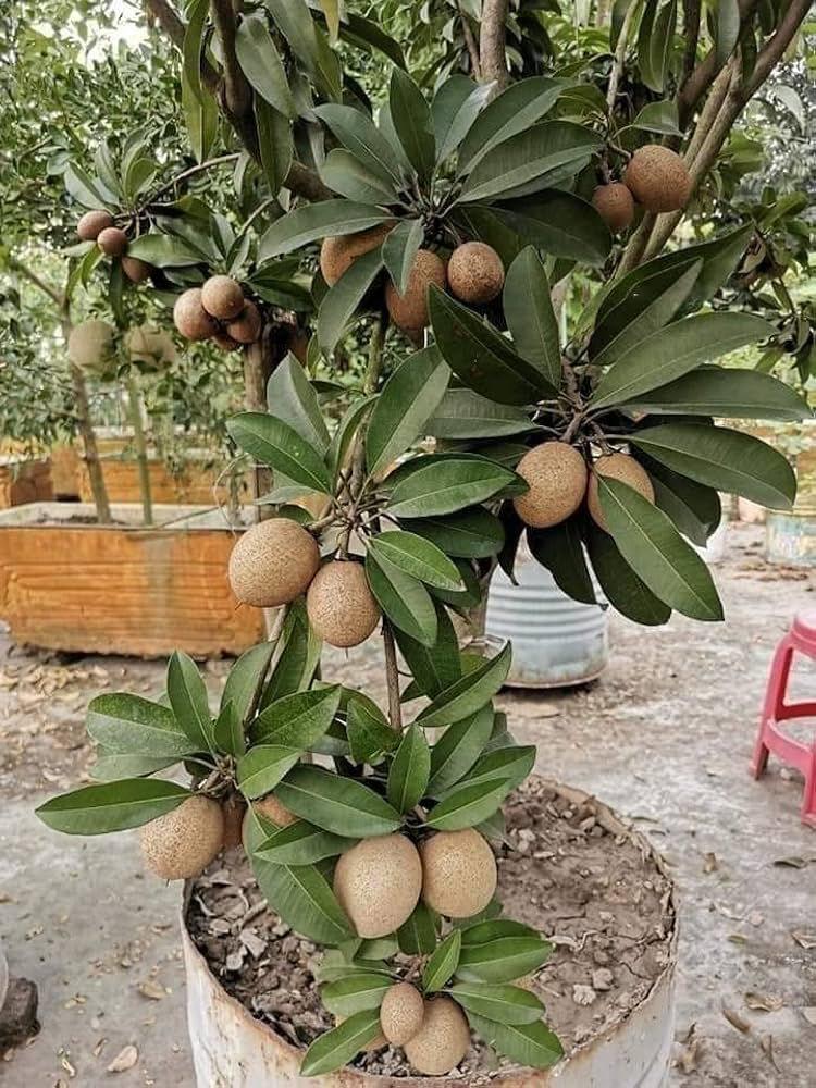 Kalapatti Chiku Plant Featured Image